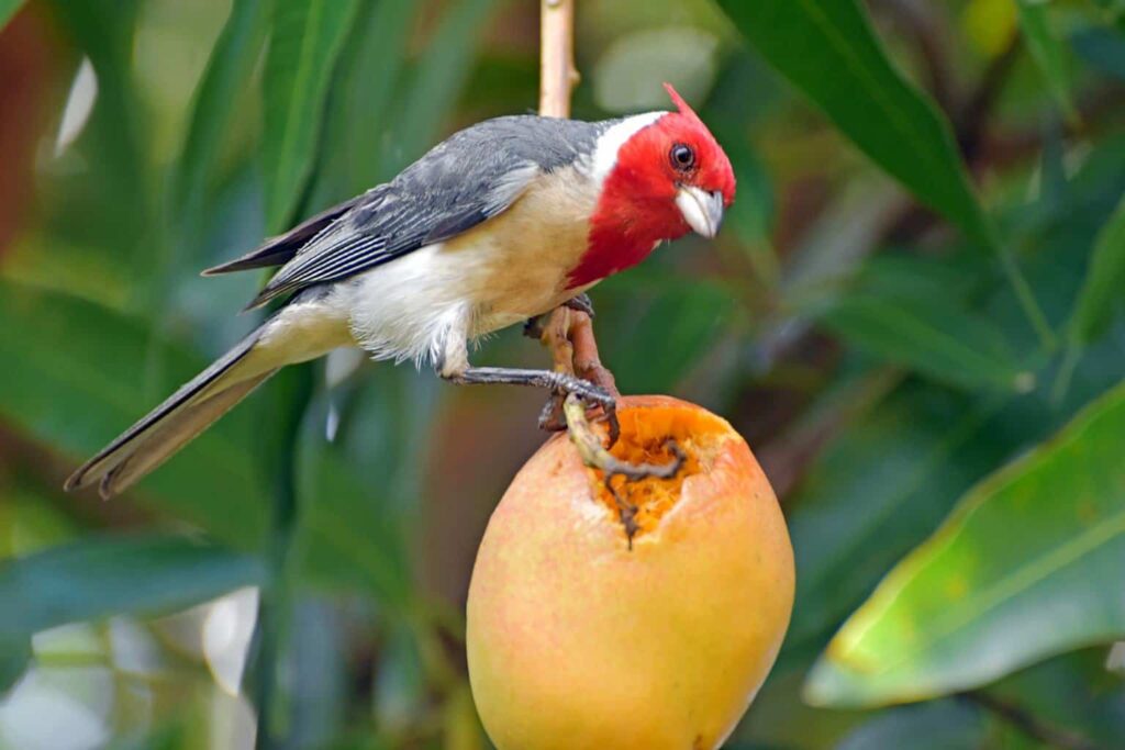 red headed bird hawaii