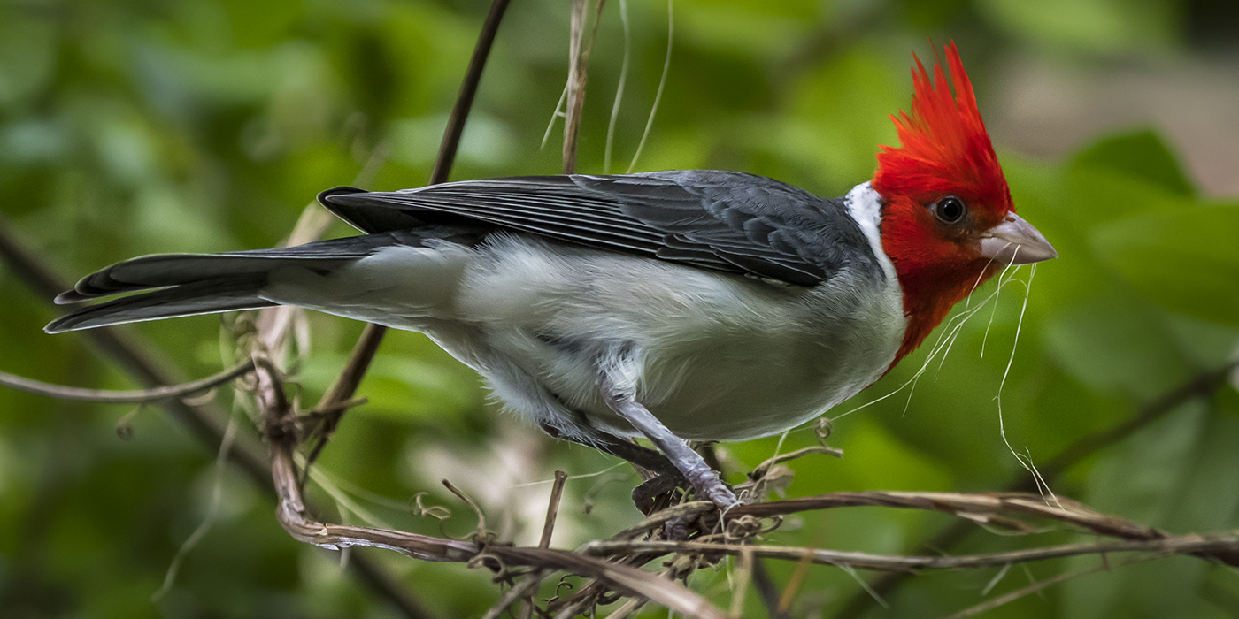 red headed bird hawaii