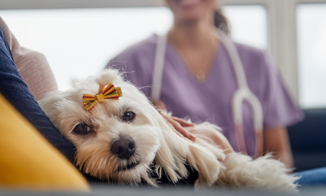 Compassionate Pet Euthanasia Services in Cork: A Guide